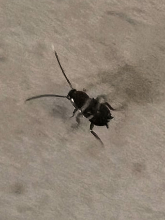 A smokybrown cockroach photographed in Houston